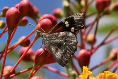 Libytheana carinenta