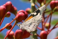 Libytheana carinenta