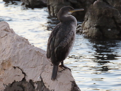 Gulosus aristotelis desmarestii