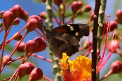 Libytheana carinenta