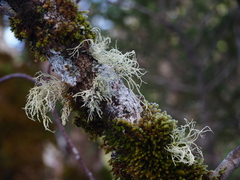 Ramalina farinacea