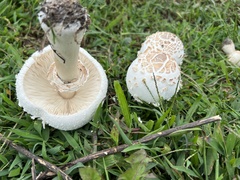 Chlorophyllum molybdites