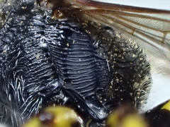 Ectemnius fossorius
