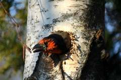 Lybius torquatus torquatus