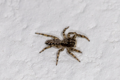 Platycryptus californicus