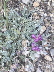 Astragalus utahensis