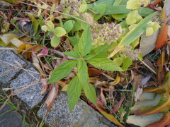 Acalypha australis