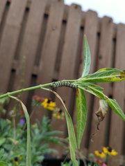 Danaus plexippus