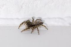 Platycryptus californicus
