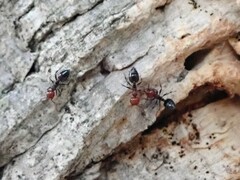 Crematogaster scutellaris