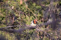 Lybius torquatus torquatus