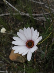 Dimorphotheca nudicaulis