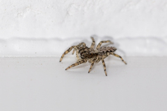 Platycryptus californicus