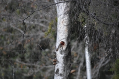 Lybius torquatus torquatus