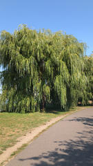 Salix babylonica