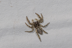 Platycryptus californicus