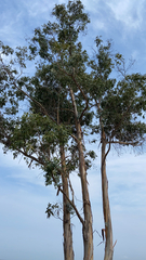 Eucalyptus globulus