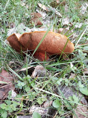 Neoboletus erythropus
