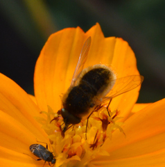 Sparnopolius confusus