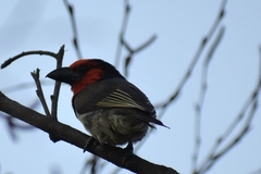 Lybius torquatus torquatus
