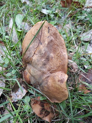 Neoboletus erythropus