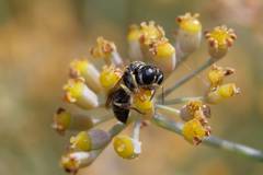 Crabroninae