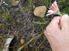 Dimorphotheca nudicaulis