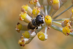 Crabroninae