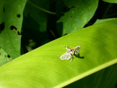 Neoleucinodes