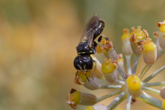 Crabroninae