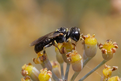 Crabroninae