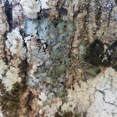 Pleurosticta acetabulum