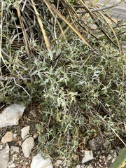 Berberis trifoliolata