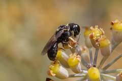 Crabroninae