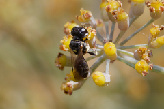 Crabroninae