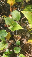 Maianthemum dilatatum