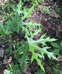 Cnidoscolus aconitifolius