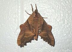 Paonias excaecata