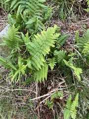 Dryopteris filix-mas