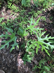 Cnidoscolus aconitifolius