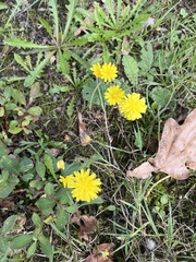 Crepis capillaris