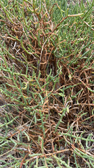 Salicornia pacifica