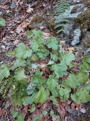 Heuchera