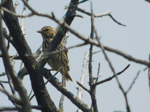 iNaturalist observation photo of Savannah Sparrow