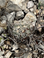 Coryphantha echinus