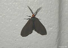 Ctenucha virginica