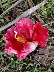 Thespesia grandiflora