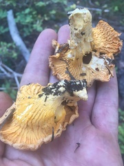 Cantharellus roseocanus
