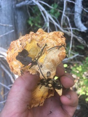 Cantharellus roseocanus
