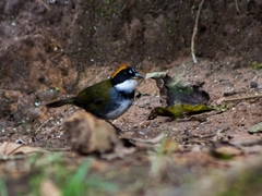 Arremon brunneinucha